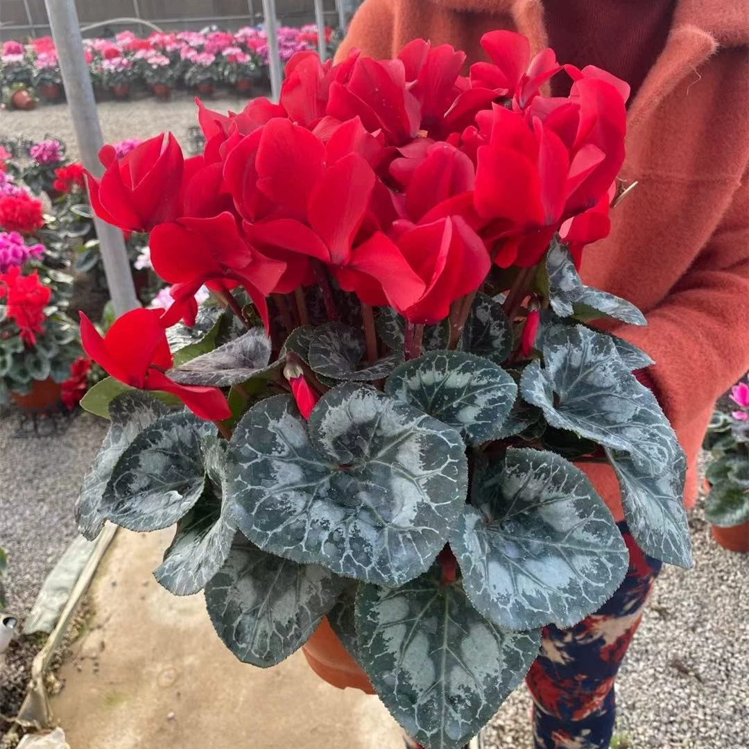 Новый продукт дропшиппинга — горшечное растение цикламен с крупными цветками, которое легко ухаживать в любое время года и является цветущим комнатным цветком для балкона.