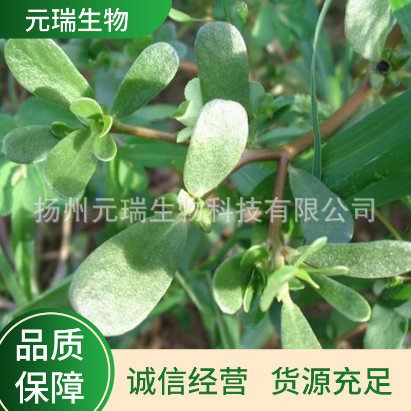 厂家供应马齿苋提取液护肤原料萃取液水溶植物舒缓抗氧化妆品原料