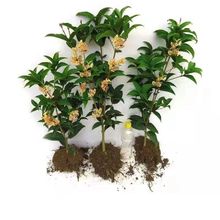 𻨘ļԝ̨҃ͥԺB_ֲ