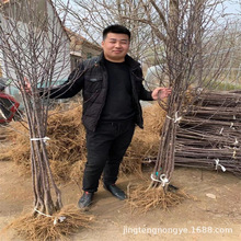 �޽��O���� �t�z��� �A�T �����Ʒ�N �߶�1�������O����