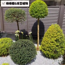 �ļ����G�������^�~��ľֲ������Ůؑ���͟��ͺ��e�����@����ֲ��