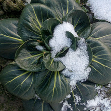 ~KNlͺ˪ﶬļ߲˷NѾG~˷NݏS