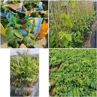 Makes Gentleman Climbing Vine Plants, Flower Viewing Vine, 20-200cm Long, Garlic Vine, Cannon Fight Flower, Morning Glory