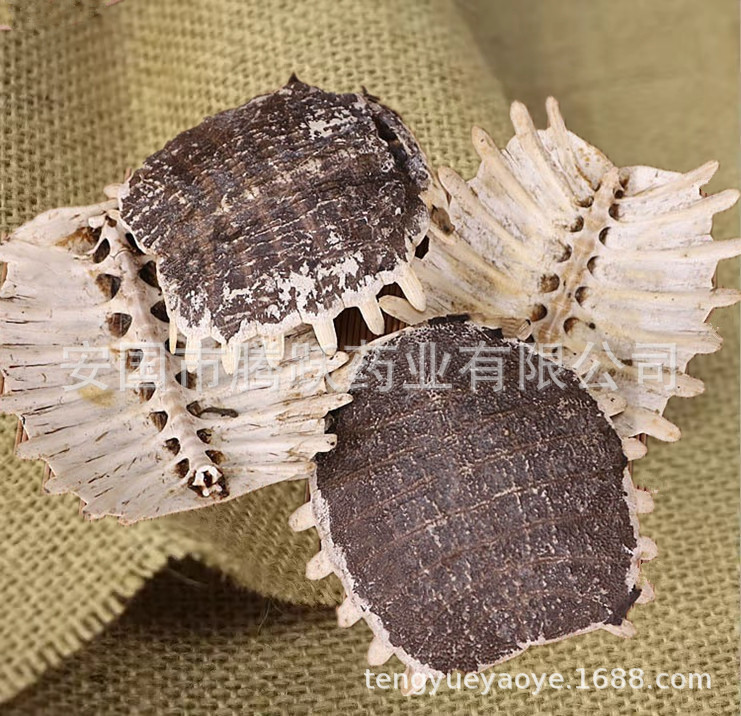 Dried Turtle Shell Bie Jia Whole Pieces Traditional Chinese Herb 500g in use