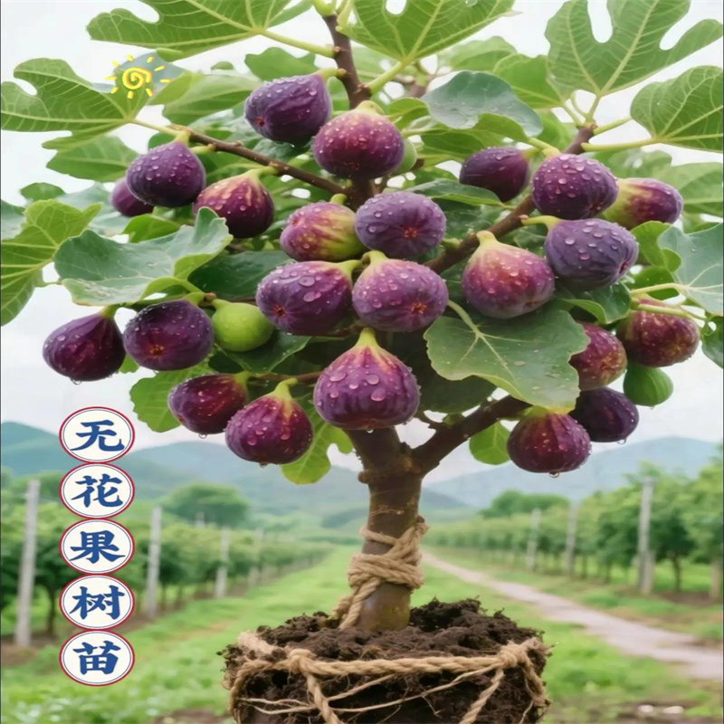无花果树果苗格莱斯波姬红特大果南方北方阳台庭院盆栽地栽果树苗