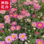 四季盆栽玛格丽特庭院花卉