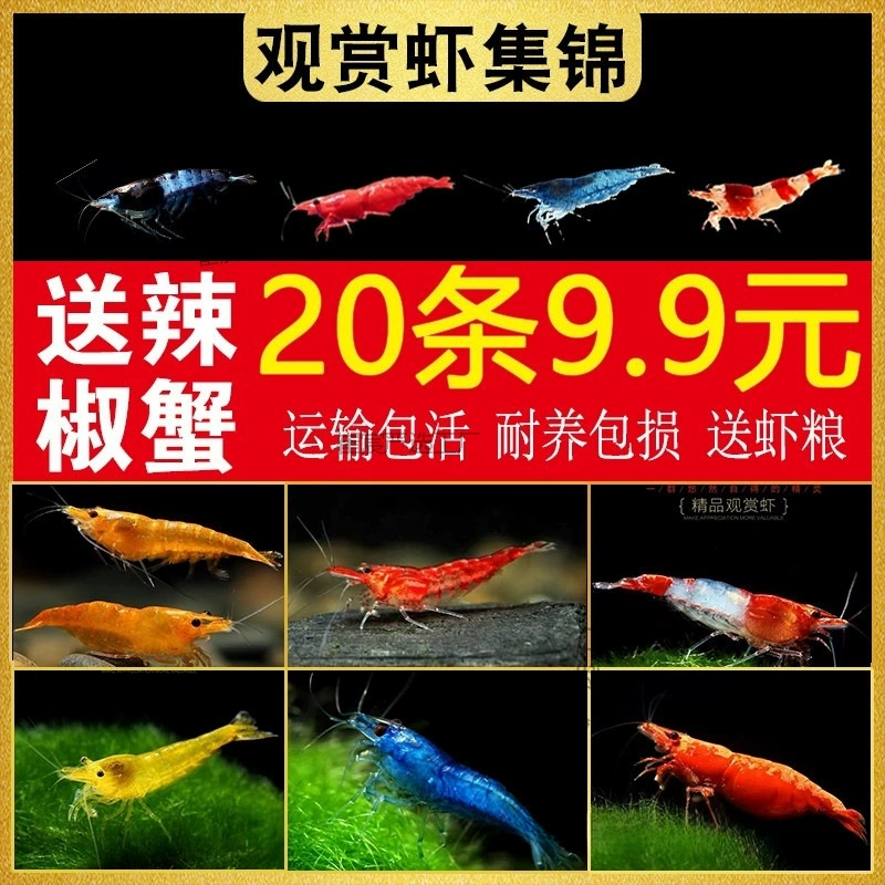 Креветки свежие декоративные креветки пресноводные черные ракушки креветки вишневые креветки чрезвычайно огненные креветки сапфир маленькие креветки без водорослей домашние животные холодная вода креветки