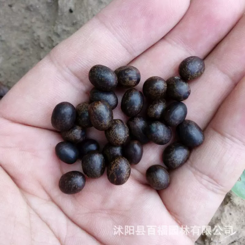 美人蕉种子 粉花水生美人蕉种子 基地批发种子有开口和没开口的