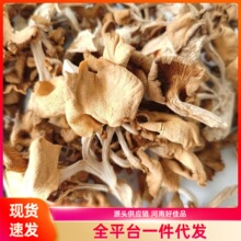 榆黄菇新货鸡油菌干货黄金菇榆黄蘑煲汤鲜香美味特产干货菌香浓郁