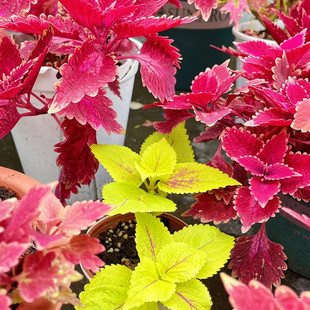 ���~�ݻ��N���ļ��N�\�������^�~���ܻ���ֲ���ͺ��͟��̨����