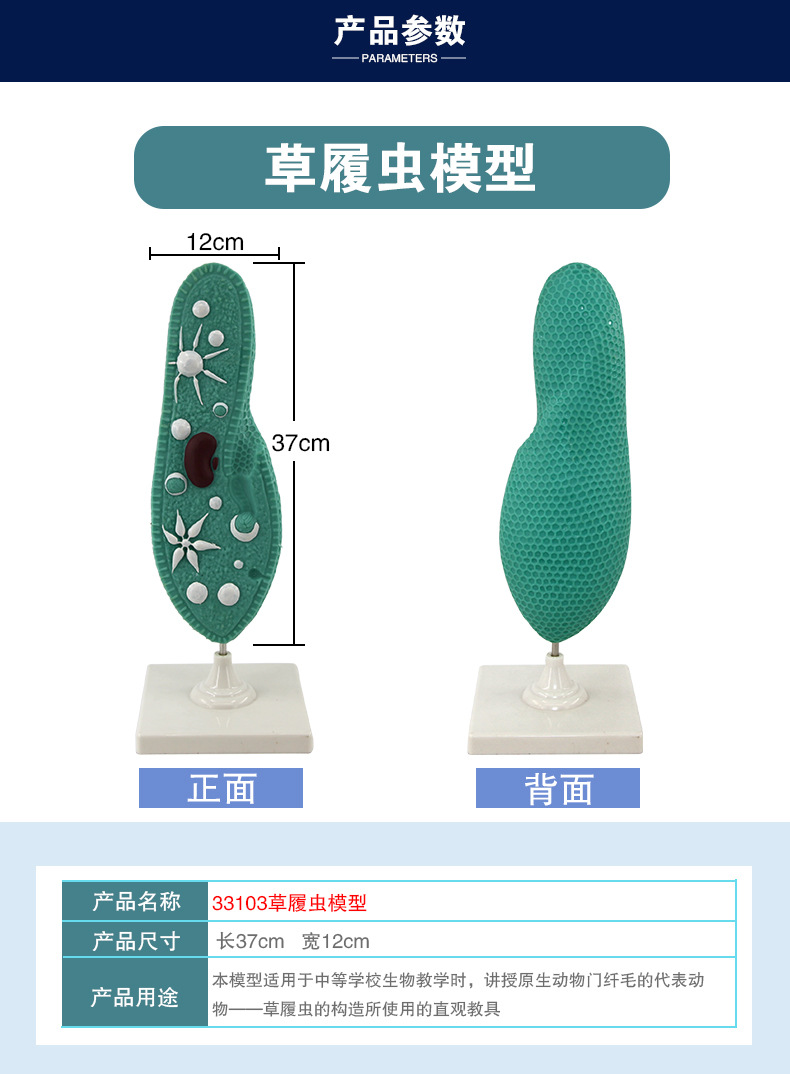 33103草履虫模型（常规）_05.jpg