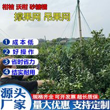 沃柑撑果网柑橘柑桔沙砂糖橘桔吊挂果网果树吊果网种植撑果网厂家