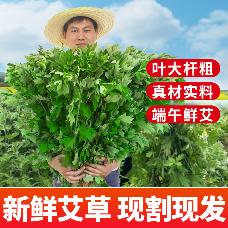 端午节新鲜艾草整颗艾叶干艾草香包艾挂门窗干艾叶泡脚澡月子家用