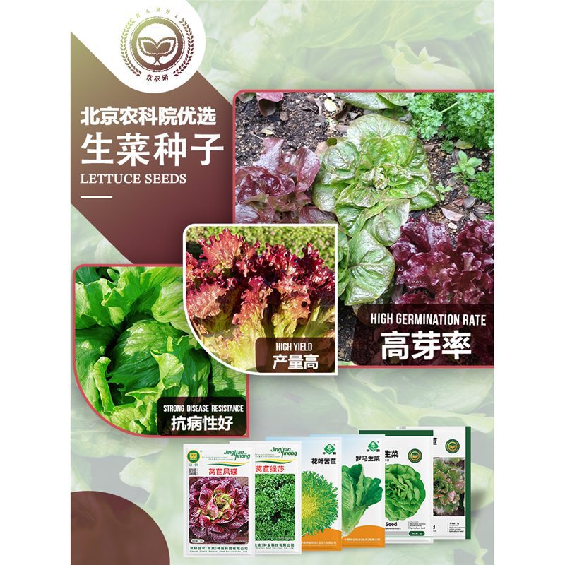 京研生菜种子意大利罗马奶油生菜紫叶莴苣水培沙拉菜易种蔬菜籽孑