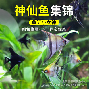 �������~�������~�Ꭷ�^�p�~���w�~���R�����~�߲������{ħ�팙��