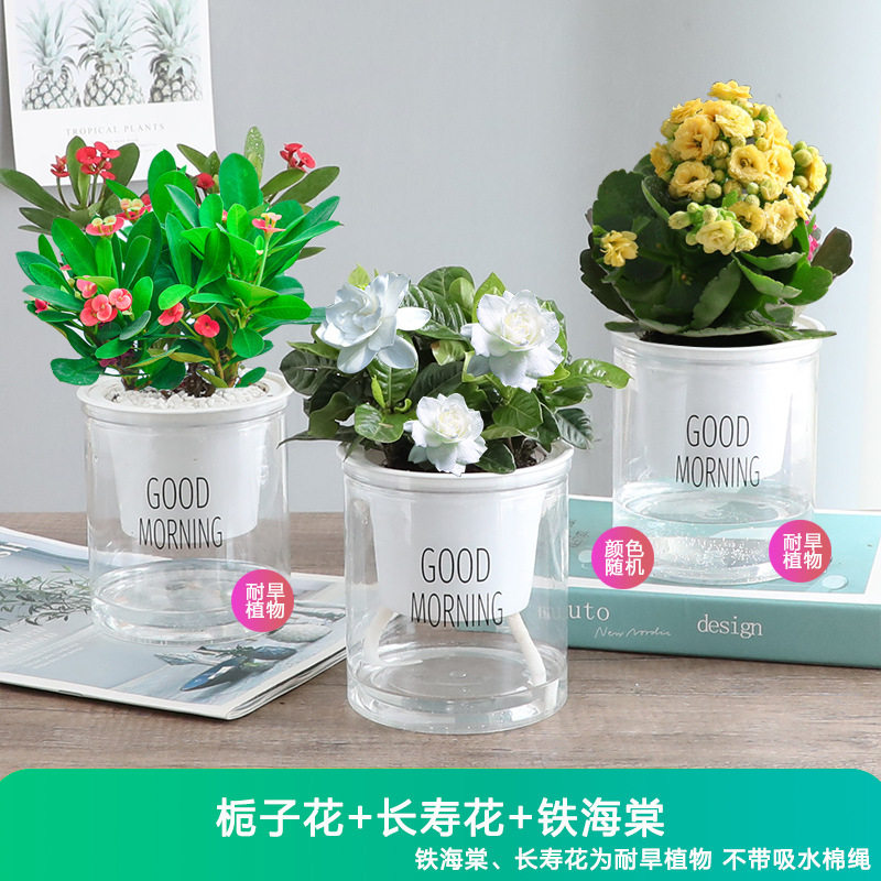 [꽃세트 3화분] 칼라란타 + 베고니아 + 치자나무 + 무료비료