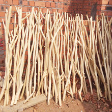 �ɘ�֦�b��h��ȥƤ��֦��Ȼ����ˇ�g�¼���ľ�����ֲ�ɻ�