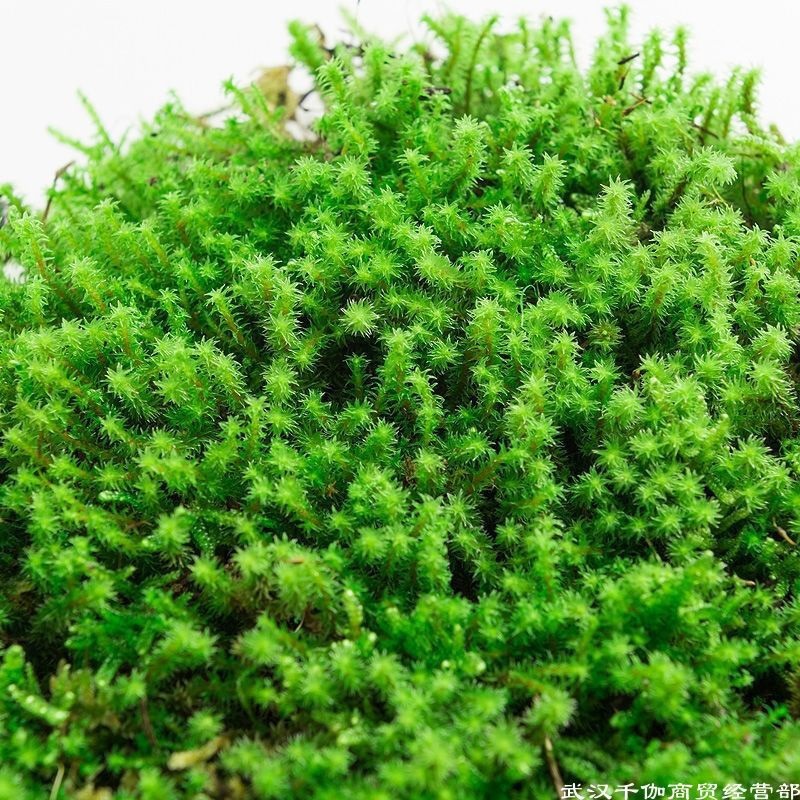 鮮花苔蘚批發 青苔白髮蘚大灰蘚星星蘚曲尾蘚按平方批發