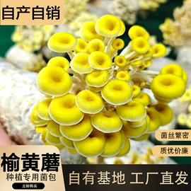 菌菇种苗;盆栽;羊肚菌