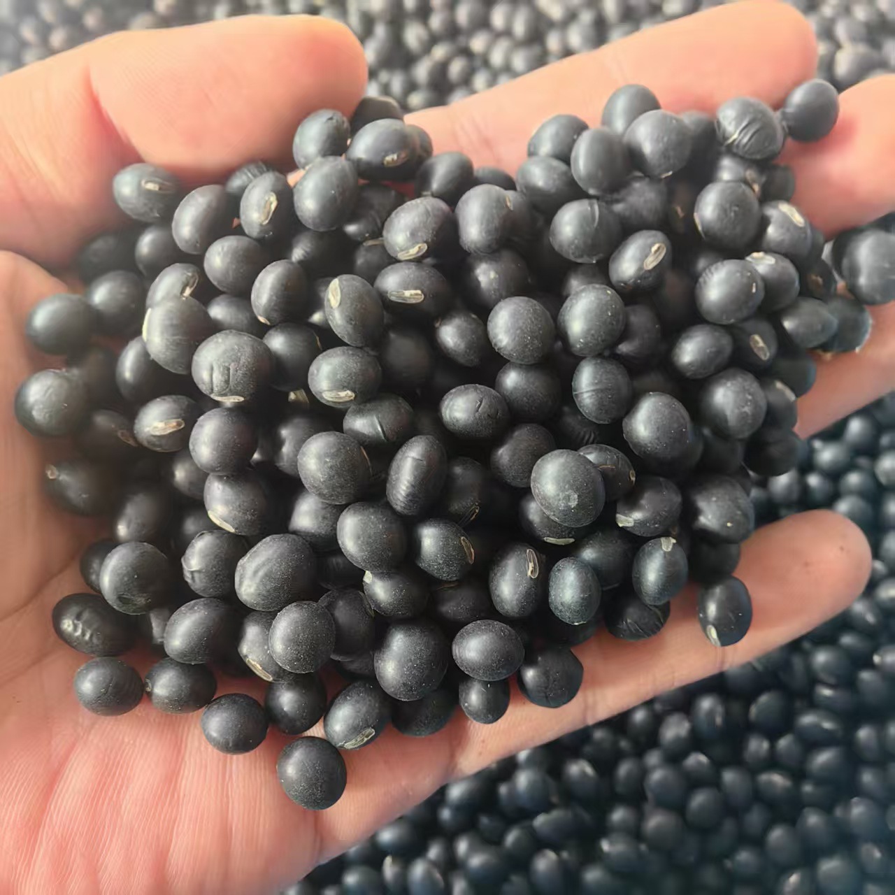Northeast Yellow-Heart Black Beans Hei Dou 2025 New Season Dried Whole Beans for Cooking and Herbal Use key features