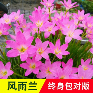 �����L���m����[�m�N�����ļ��Gֲ�����̨�²��m��ɏʯ��