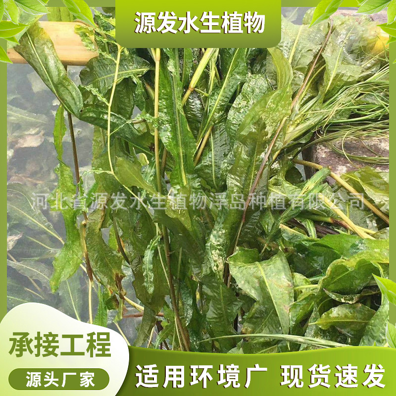 供应水生植物 金鱼藻 狐尾藻 眼子菜 苦草 黑藻等各种沉水植物