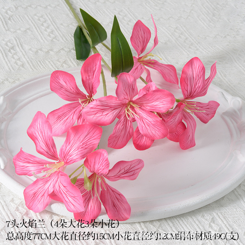 7-flame orchid rose red