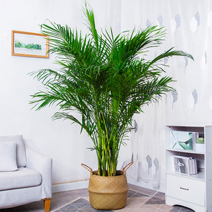 ɢβ��������ֲ���Pβ����;Gֲ�����������辰����Ҭ�Ӹ��FҬ��