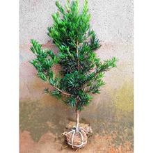 罗汉松树苗大树雀舌迎客松庭院别墅楼顶地栽可造型盆栽盆景绿植物