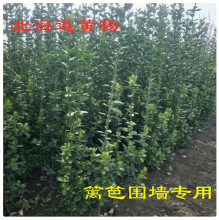 GľеGhֲ~S籱SļL