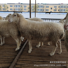 Сβ������������� Сβ�����Bֳ�����۶ź��s��������^�Ų���