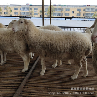 Сβ������������� Сβ�����Bֳ�����۶ź��s��������^�Ų���