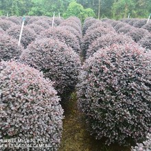 ͥԺGֲļ໨ܼt^ľ繩ľ^pGht^ľ