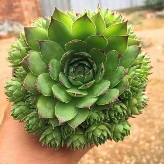 Guanyin Lotus Succulent Plant Indoor Super Large Easy-To-Grow Potted Large Explosive Pot Succulent Old Pile Bonsai with Pot and Soil