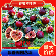 �o��������玧���ļ������ԷNֲ���ش󲨼��t�������������