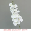 9 Daping Film Phalaenopsis White