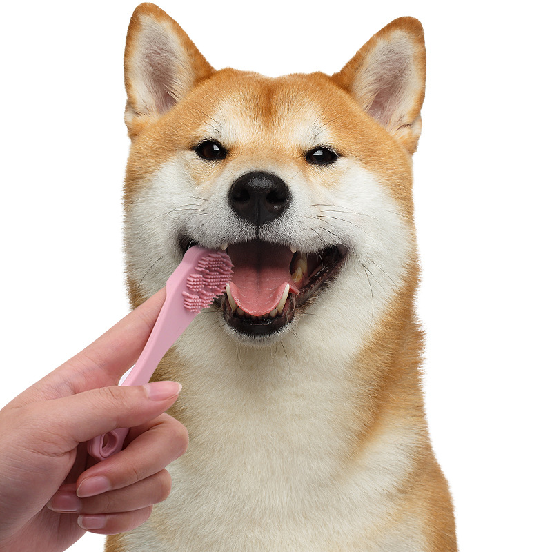 Pet Toothbrush in Use