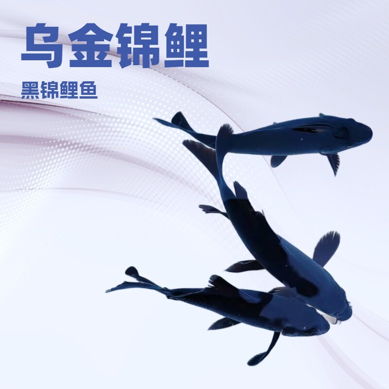 Purebred Iron-Coated Gold Koi Black Fish Black Black Gold Boutique Imported Feng Shui Town House Good to Feed Cold Water Koi Live Fish Purebred Iron-Coated Gold Koi Black Fish Black Black Gold Boutique Imported Feng Shui Town House Good to Feed Cold Water Koi Live Fish