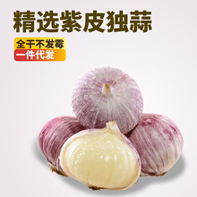 云南干独蒜果蔬批发2024年头批发独头蒜批发独头蒜一件代发