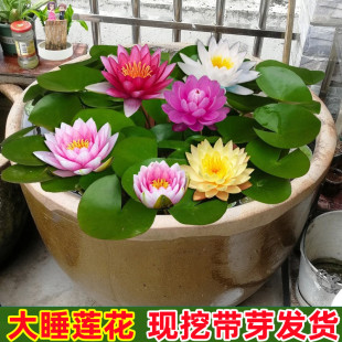 ��˯ɏ���K����˯ɏ��ˮ��ֲ���ļ�˯ɏ��ɏ������ˮ�B���ܺɻ���