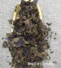 紫苏叶振兴药材购销中药材批发供应紫苏叶现货量大从优