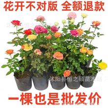 ���l�¼��������ٴ�����С��ͥԺ�ٱ��༾�_��ֲ��W���Nޱõ��