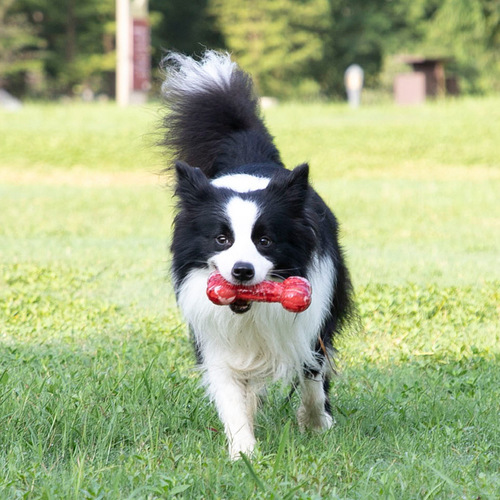 GiGwi Premium Dog Toy with Sound, Chewable Bone Ring for Teething and Barking, Ideal for Teddy, Golden Retriever, Corgi, and Boredom Relief