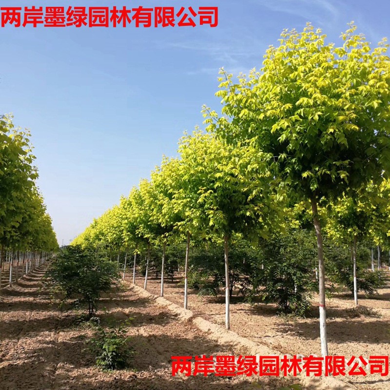 山东苗木基地批发道路景观工程绿化树6-8公分金叶白蜡树苗