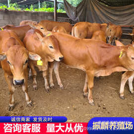 西门塔尔牛养牛 黄牛犊养殖场黄牛批发 鲁西黄牛图片 改良肉牛