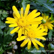 茼蒿菊种子批发蓬蒿菊 木春菊 木茼蒿种子 当年新种 基地直发