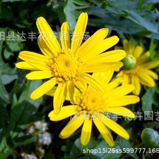 ����շN�����l����� ľ���� ľ����N�� �����·N ����ֱ�l