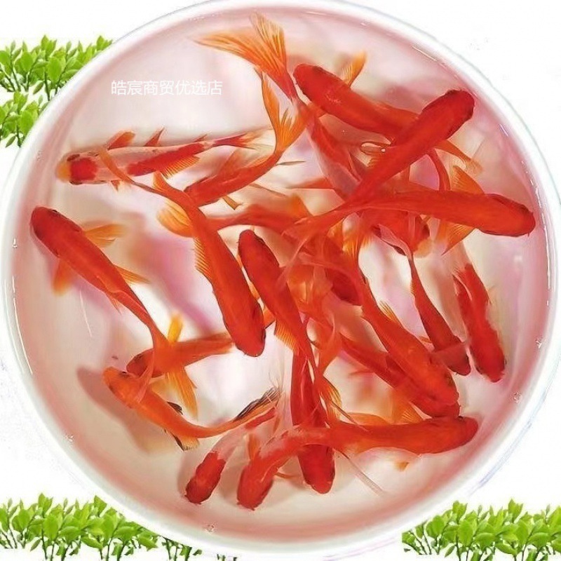 小金魚卸売、活魚、観賞魚、小卸売、鯉、鯉、三色赤白子頭、入門レベルの耐久性のあるヘアエクステンション|undefined