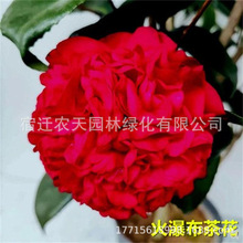 �������軨�����ļ�����ɽ�軨���҃�ֲ����B��ɫ�൤�����ͻ���