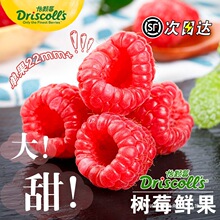 云南红树莓新鲜水果覆盆子怡颗莓鲜果罕见的热带树梅稀奇古怪大果